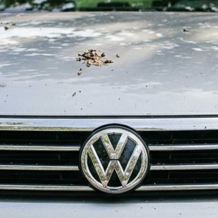 Hartnäckige Verschmutzungen wie Insektenreste und Baumharz auf dem Lack eines Autos
